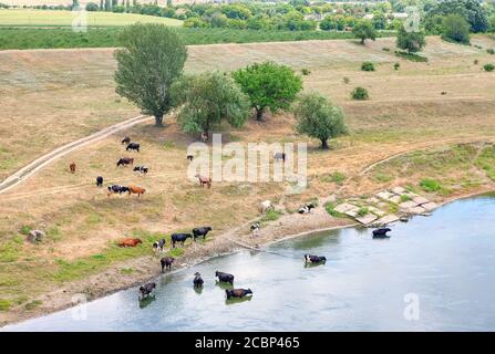 Vue aérienne du bétail . Troupeau de vaches au bord de la rivière Banque D'Images