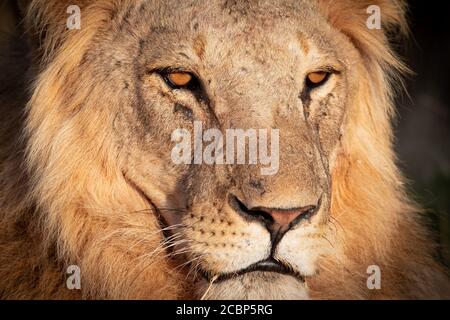 Tête de lion mâle face au coucher du soleil Banque D'Images