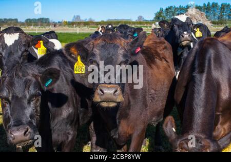 Nouvelles-Zélande scènes de campagne: Troupeaux de vaches laitières Banque D'Images