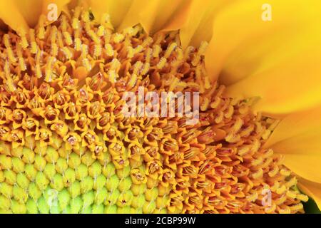 Tournesol, prise de vue macro, superposition de mise au point, Allemagne Banque D'Images