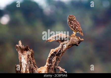 Petit hibou (Athene noctua) assis sur le bois mort, regardant dans la caméra, lumière du soir, Hoexter, Weserbergland, Rhénanie-du-Nord-Westphalie, Allemagne Banque D'Images