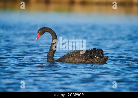 Le cygne noir (Cygnus atratus) flotte dans l'eau, Bavière, Allemagne Banque D'Images