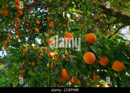 Arbre orange (Citrus sinensis) aux fruits mûrs, Abrantes, Portugal Banque D'Images