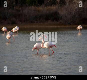 Deux flamants plus grands (Phoenicopterus roseus), flamants roses debout en eau peu profonde, Camargue, France Banque D'Images