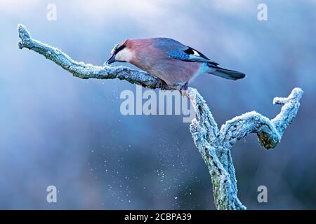 le geai eurasien (Garrulus glandarius) mange de la neige le matin d'une glace, Réserve de biosphère de l'Elbe moyen, Saxe-Anhalt, Allemagne Banque D'Images