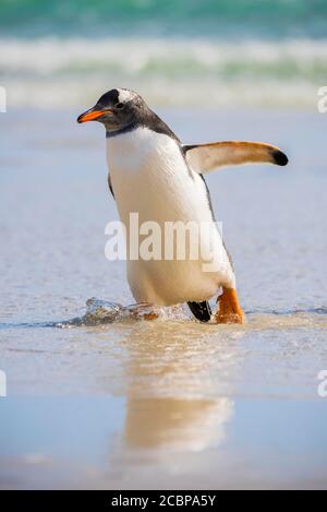 Manchot de Gentoo (Pygoscelis papouasie), île de Saunders, îles Falkland, Grande-Bretagne, Amérique du Sud Banque D'Images