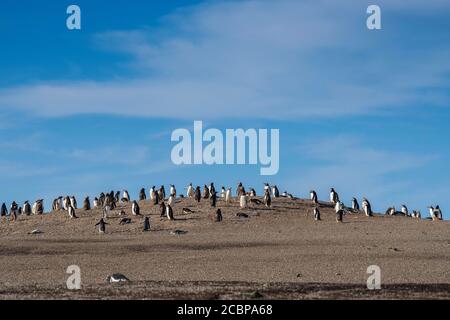 Manchot de Gentoo (Pygoscelis papouasie), colonie sur une colline à la plage, île de Saunders, îles Falkland, Grande-Bretagne, Amérique du Sud Banque D'Images