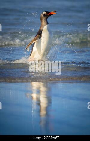 Terres de manchot de Gentoo (Pygoscelis papouasie) sur la plage, île de Saunders, îles Falkland, Grande-Bretagne, Amérique du Sud Banque D'Images