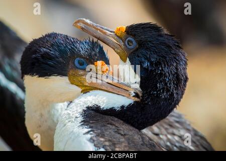 Cormorans à yeux bleus (Leucocarbo arriceps ou Phalacrocorax arriceps) également cormoran antarctique, en soins de plumage mutuels, île Saunders, Falkland Banque D'Images