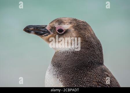 Pingouin Magellanique (Spheniscus magellanicus), jeune animal, portrait, Leopard Beach, carcasse Island, îles Falkland, Grande-Bretagne, Amérique du Sud Banque D'Images