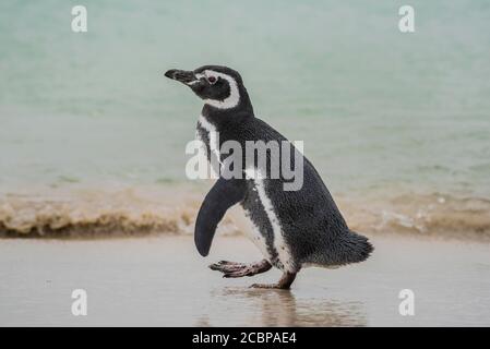 Pingouin Magellanique (Spheniscus magellanicus) à la plage, Leopard Beach, Ile de carcasse, Iles Falkland, Grande-Bretagne, Amérique du Sud Banque D'Images