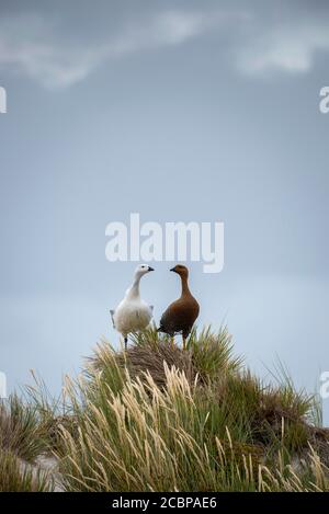 Oies des hautes terres (Chloephaga picta), couples reproducteurs, île Carre, îles Falkland, Grande-Bretagne, Amérique du Sud Banque D'Images