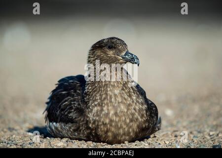 Grand skua (Stercorarius skua) assis sur la plage, le Neck, l'île de Saunders, les îles Falkland, Grande-Bretagne Banque D'Images