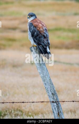 Faucon variable (Geranoaetus polyosoma ) assis sur un poste de clôture, île de carcasse, îles Falkland, Royaume-Uni Banque D'Images