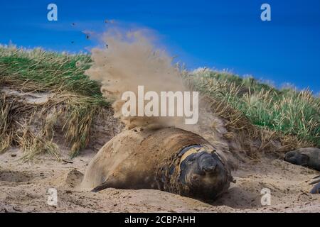 Le phoque du Sud de l'éléphant (Mirounga leonina), jette du sable à lui-même, l'île de la carcasse, les îles Falkland, la Grande-Bretagne, l'Amérique du Sud Banque D'Images