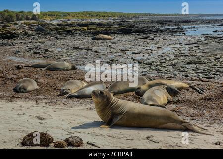 Phoques du Sud (Mirounga leonina) sur une plage, île de carcasse, îles Falkland, Grande-Bretagne, Amérique du Sud Banque D'Images