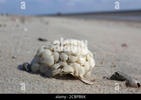 Balle de frai lavée du buccin commun (Buccinum undatum), parc national de la mer des Wadden en Basse-Saxe, Allemagne Banque D'Images