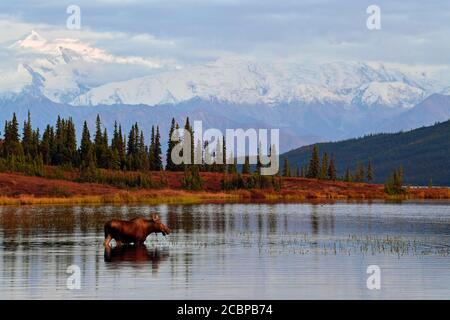 Elk (Alces alces) se dresse dans l'eau et mange, Wonder Lake au large de la chaîne de l'Alaska, Parc national Denali, Alaska, États-Unis Banque D'Images