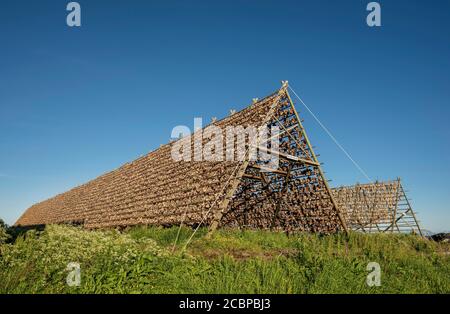 Stockfish et morue têtes de poisson sur la grille de séchage en bois, morue, cabillaud, skrei, morue, Svolvaer, Lofoten, Nordland, Norvège Banque D'Images