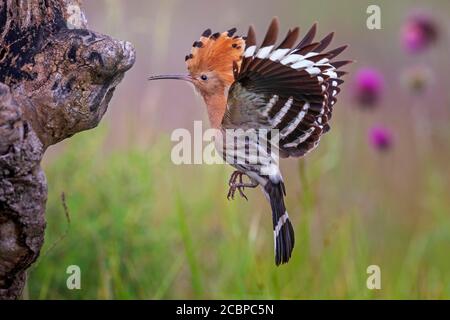 Hoopoe (Upupa epops) approche de la grotte de reproduction, Serbie Banque D'Images