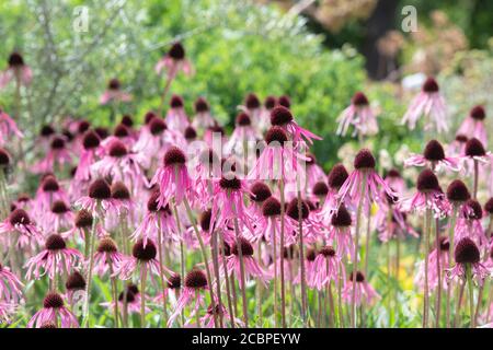 Echinacea pallida. Coneflowers dans un jardin anglais Banque D'Images