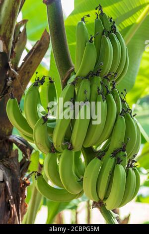 Groupe plantain sur arbre - Davie, Floride, États-Unis Banque D'Images