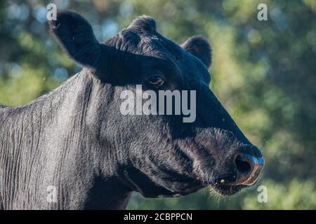 Un portrait de vache angus noir à portée libre pris lors d'une journée ensoleillée en Californie côtière. Banque D'Images