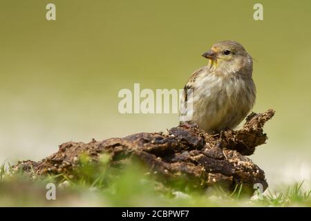 Gros plan d'un adorable oiseau de Carduelis reposant sur un tronc avec fond vert Banque D'Images