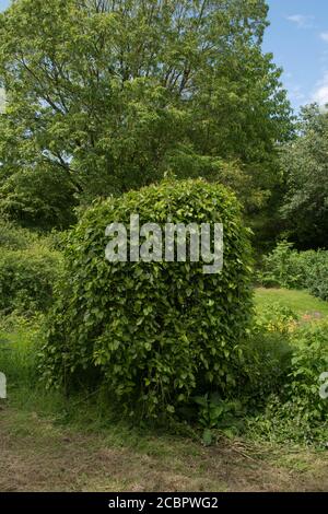 Feuillage d'été d'un mûrier blanc à feuilles caduques (Morus alba 'pendula') en pleine croissance dans un jardin du Devon rural, Angleterre, Royaume-Uni Banque D'Images