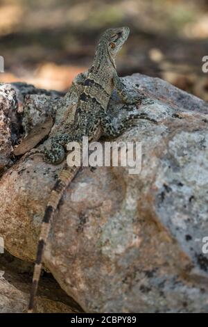 Un petit Iguana à queue épineuse noire juvénile dans les ruines mayas préhispanique d'Uxmal, au Mexique. Banque D'Images