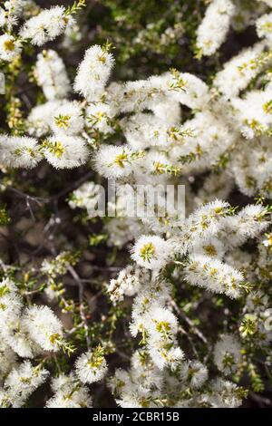 Floraison de l'écorce de papier noir (Melaleuca lanceolata). Février 2011. Entwood Sanctuary. Sandleton. Murraylands. Australie méridionale. Australie. Banque D'Images