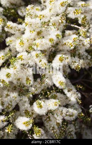 Floraison de l'écorce de papier noir (Melaleuca lanceolata). Février 2011. Entwood Sanctuary. Sandleton. Murraylands. Australie méridionale. Australie. Banque D'Images