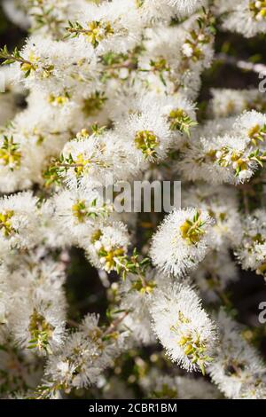 Floraison de l'écorce de papier noir (Melaleuca lanceolata). Février 2011. Entwood Sanctuary. Sandleton. Murraylands. Australie méridionale. Australie. Banque D'Images