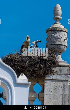 stork niche sur Arco da Vila, une porte médiévale à Faro, Algarve, Portugal Banque D'Images