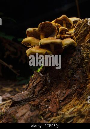 Champignons Wold poussant sur une souche d'arbre mort, Royaume-Uni Banque D'Images