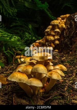 Champignons Wold poussant sur une souche d'arbre mort, Royaume-Uni Banque D'Images