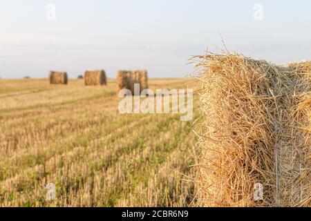 un fragment de rouleau de haystack de paille à cordes et plusieurs rouleaux en arrière-plan sur le champ. Paysage de ferme d'été avec des haystacks sur le beau coucher de soleil. Concept d'agriculture. Concept de récolte Banque D'Images