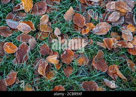 Feuilles brunes givrée sur l'herbe, un matin hivernal Banque D'Images