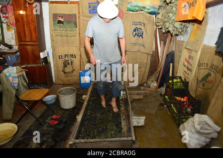 Véritable viticulteur de garage, pressant son raisin à pied, de manière traditionnelle Banque D'Images