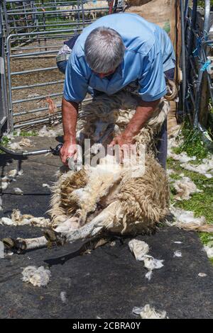 Tonte de moutons, Comté de Kerry Irlande Banque D'Images