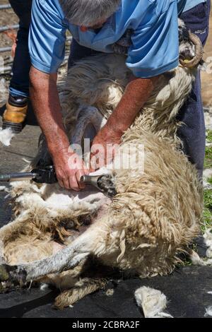 Tonte de moutons, Comté de Kerry Irlande Banque D'Images