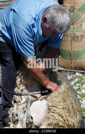 Tonte de moutons, Comté de Kerry Irlande Banque D'Images