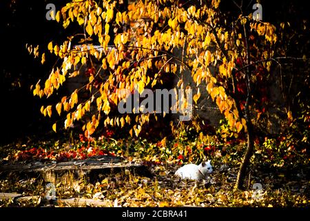 À l'automne photo, avec chat blanc et arbre jaune Banque D'Images