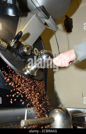 Grains de café fraîchement torréfiés versés à partir de la machine à rôtir Banque D'Images