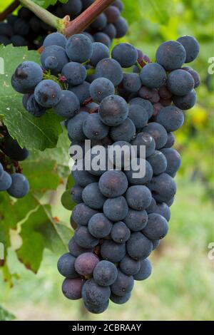 Vitis vinifera 'Pinot Noir'. Obernai. Bas-Rhin, Alsace. FRANCE ROYAUME-UNI ET IRLANDE UNIQUEMENT Banque D'Images