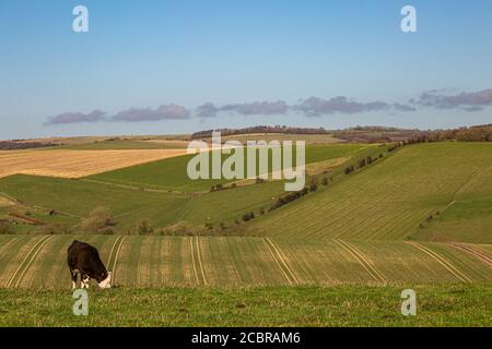 Une vache qui broutage dans les South Downs, lors d'une journée hivernale ensoleillée Banque D'Images