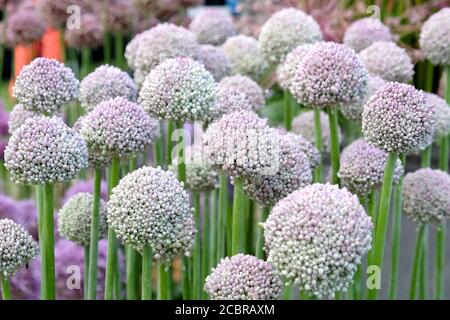 Allium amppelloprasum 'poireau sauvage' en fleur Banque D'Images