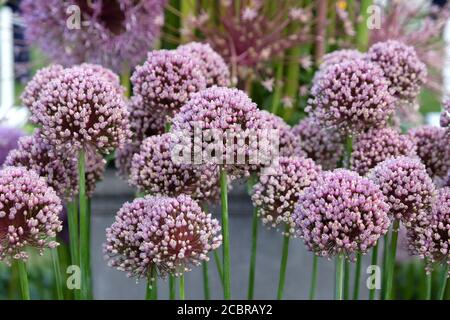 Allium amppelloprasum en fleur au début de l'été Banque D'Images