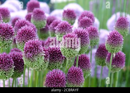 Allium sphaerocephalon 'ail à tête ronde' en fleur Banque D'Images