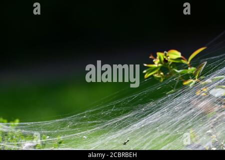 Bristol, Royaume-Uni. 31 juillet 2020. 31/7/20.UN web araignées vu sur une couverture au Royaume-Uni. Crédit photo : Robert Timoney/Alay Live News Banque D'Images
